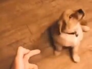 Puppy Gets 'Shot' And Plays Dead - Animals - Y8.COM