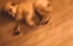 Puppy Gets 'Shot' And Plays Dead