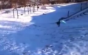 Intelligent Dog Goes Snowboarding By Itself