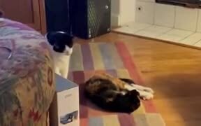 Proof That Cats Truly Are Evil! - Animals - VIDEOTIME.COM