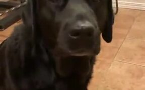 Cutie Labrador Is Always Up For Food