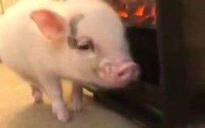 When The Bacon Cooks Itself