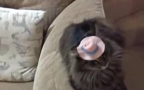 Cat Did Not Like The Hat - Animals - VIDEOTIME.COM