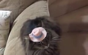 Cat Did Not Like The Hat - Animals - VIDEOTIME.COM