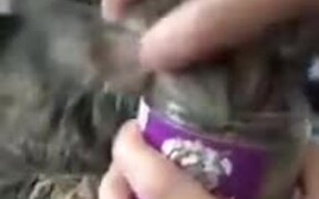 This Cat Is Absolutely Addicted To Catnip - Animals - VIDEOTIME.COM
