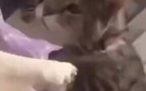 Bad Cat Decides To Bite Doggo's Rear End