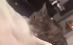 Bad Cat Decides To Bite Doggo's Rear End