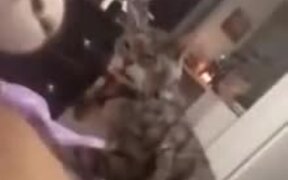Bad Cat Decides To Bite Doggo's Rear End - Animals - VIDEOTIME.COM
