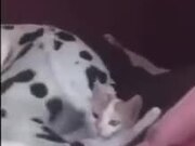 Doggo's Happiness Ends Up Hurting Catto