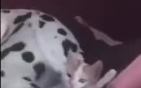 Doggo's Happiness Ends Up Hurting Catto