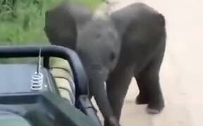 Cute Baby Elephant Plays Around Of Safari Visitors