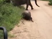 Cute Baby Elephant Plays Around Of Safari Visitors