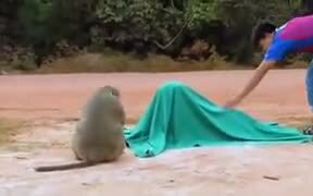 Monkey Literally Just Got A Heart Attack - Animals - VIDEOTIME.COM