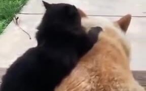 Beautiful Love Story Of A Cat And Dog - Animals - VIDEOTIME.COM