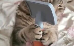 Cat Loves Getting Brushed - Animals - VIDEOTIME.COM