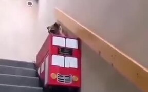 Owner Builds Bus Lift For Dog With Arthritis