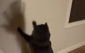 Catto Wants To Catch The Shadow - Animals - VIDEOTIME.COM
