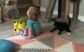 Cat Wants To Pick A Fight With Toddler - Animals - VIDEOTIME.COM