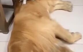 Cat And Dog Act Just Like Lovers! - Animals - VIDEOTIME.COM