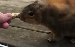 Hand Feeding A Squirrel In The Yard - Animals - VIDEOTIME.COM