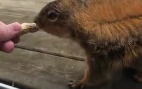Hand Feeding A Squirrel In The Yard