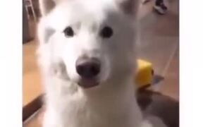 Dog Moves Ears According To The Beat!