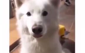 Dog Moves Ears According To The Beat! - Animals - VIDEOTIME.COM