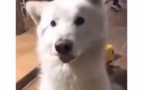 Dog Moves Ears According To The Beat! - Animals - VIDEOTIME.COM