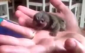 Absolutely Tiny Pygmy Marmoset - Animals - VIDEOTIME.COM