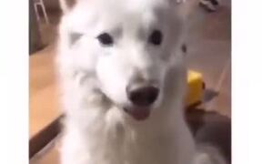 Dog Moves Ears According To The Beat!