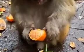 Monkey's Eating Habits Are Better Than Most Humans - Animals - VIDEOTIME.COM