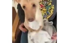 Cute Dog Just Wants To Cuddle With The Plushie - Animals - VIDEOTIME.COM