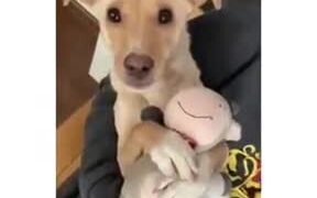 Cute Dog Just Wants To Cuddle With The Plushie