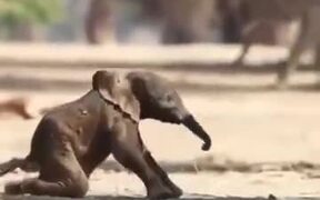 Baby Elephant Takes It's First Steps - Animals - VIDEOTIME.COM