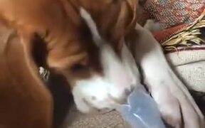 Doggo Has A Lot Of Fun Playing With The Flute - Animals - VIDEOTIME.COM