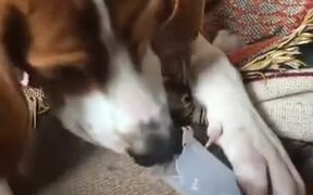 Doggo Has A Lot Of Fun Playing With The Flute