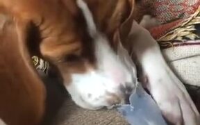 Doggo Has A Lot Of Fun Playing With The Flute - Animals - VIDEOTIME.COM