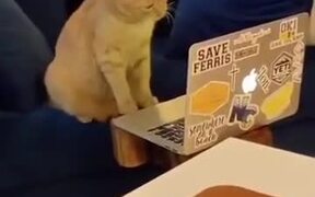 Cat Busy In Laptop