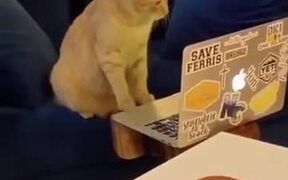 Cat Busy In Laptop - Animals - VIDEOTIME.COM