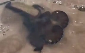 A Spitting Octopus