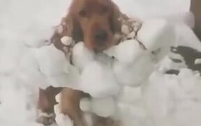 Cocker Spaniel Looks Just Like A Snowball!