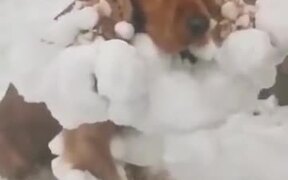 Cocker Spaniel Looks Just Like A Snowball! - Animals - VIDEOTIME.COM
