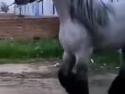 The Biggest Horse