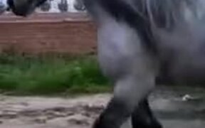 The Biggest Horse - Animals - VIDEOTIME.COM