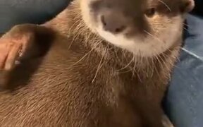 Otter Gets Grumpy And Makes Noises - Animals - VIDEOTIME.COM