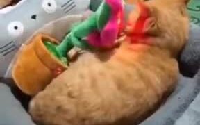 Cat's Tired Of The Weird Horny Flower Toy