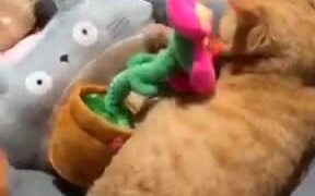 Cat's Tired Of The Weird Horny Flower Toy - Animals - VIDEOTIME.COM