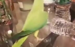 Parrot Gets Happy After Flipping Over Bottles
