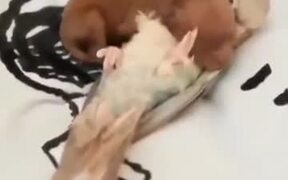 Newborn Puppy Cuddles With Parrot!