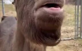 Goat Flops Around It's Tongue